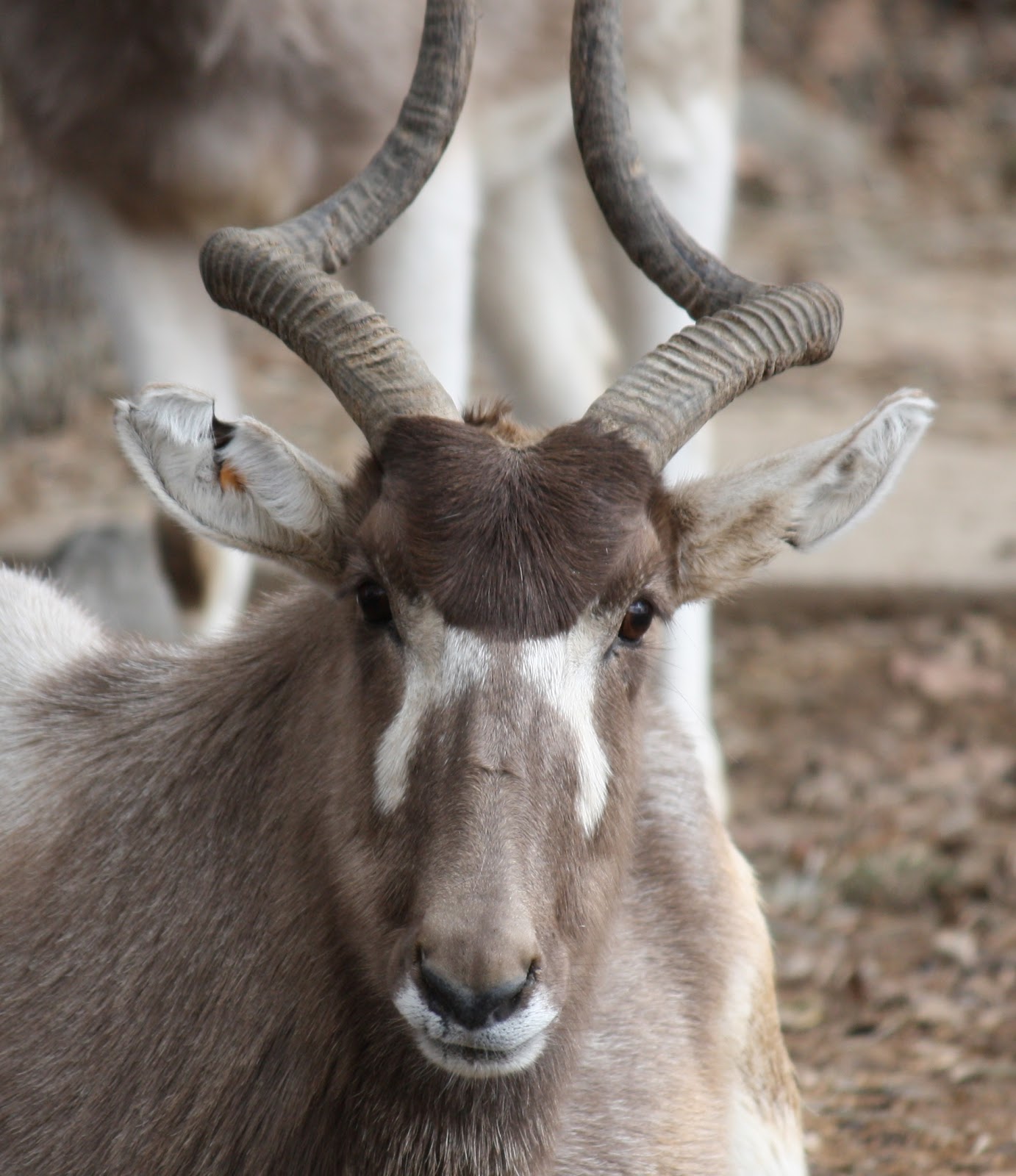 Sancara Blog sull'Africa Addax in critica situazione