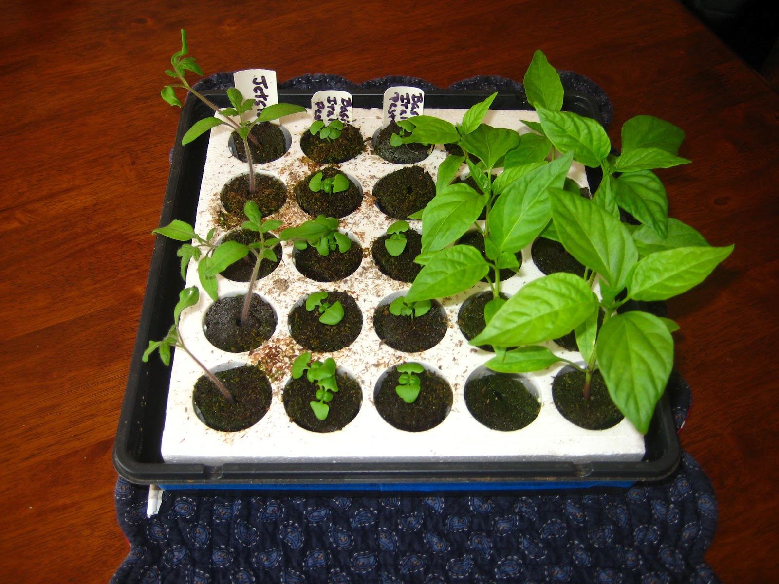 Time to transplant seedlings AllRoots Seed Starting System Susan's