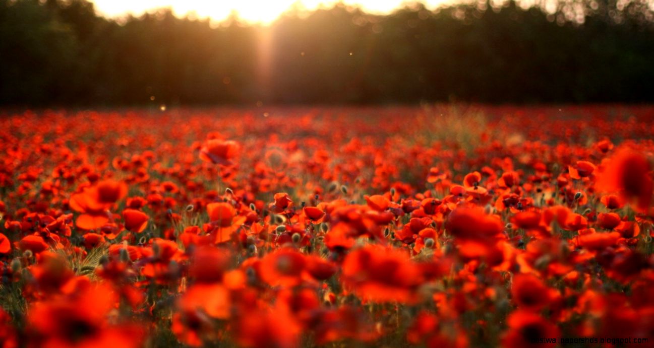 Beautiful poppies HD wallpapers 1366×768 Catch Cool and Free Beautiful poppies HD wallpapers 1366×768 Catch Cool and Free