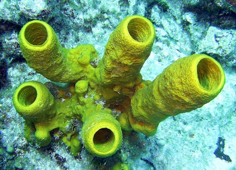sponges how do sponges move sponges how do sponges move