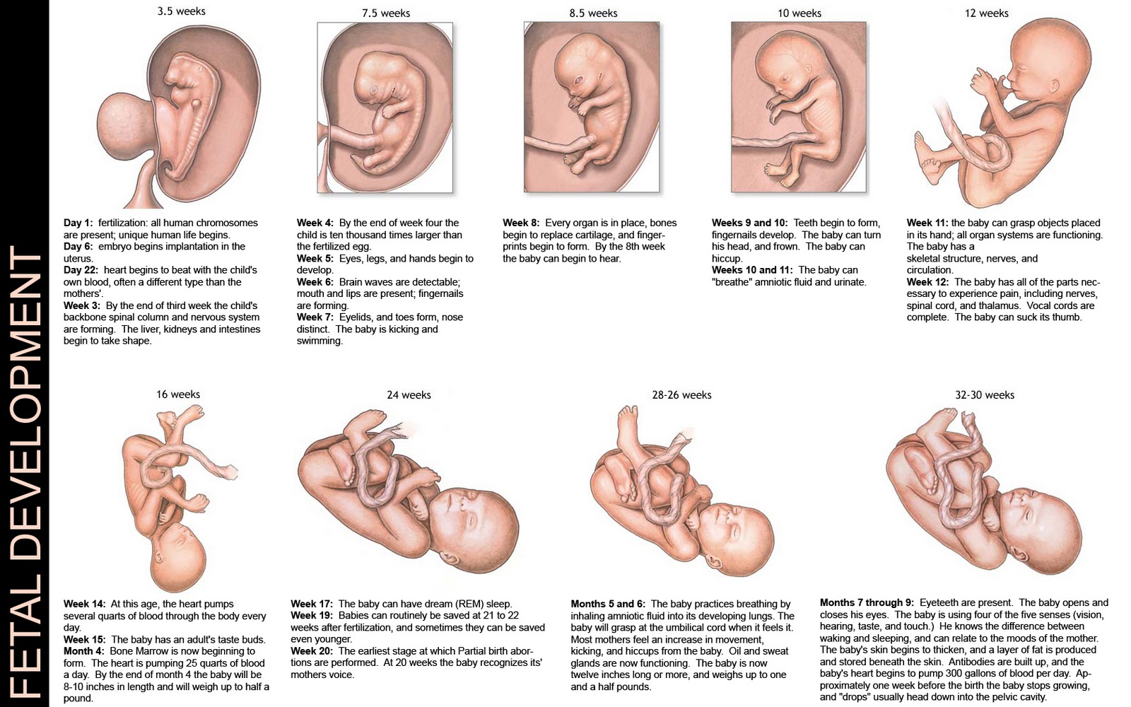 Ehd fetal development