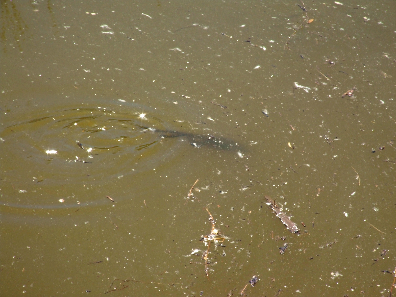 Skunk Tracks Frogs on Colorado River in Grand Junction
