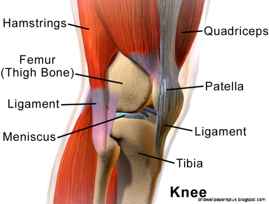 Knee Wikipedia the free encyclopedia Knee Wikipedia the free encyclopedia