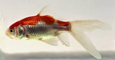 Cara Budidaya Pembenihan Ikan Komet Alam Ikan