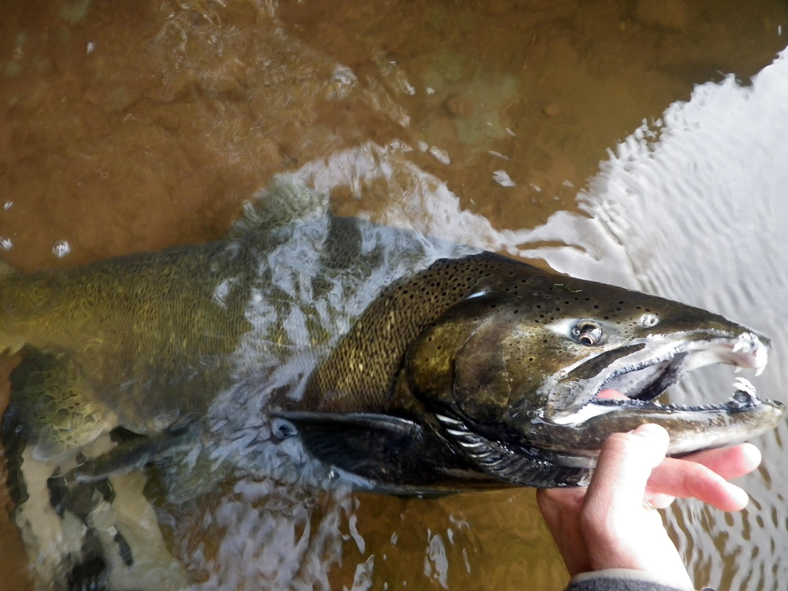 Ohio Fishing Source Salmon and Browns