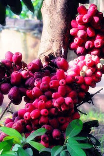 Info Buah Jambu Mengenal Jambu Bol