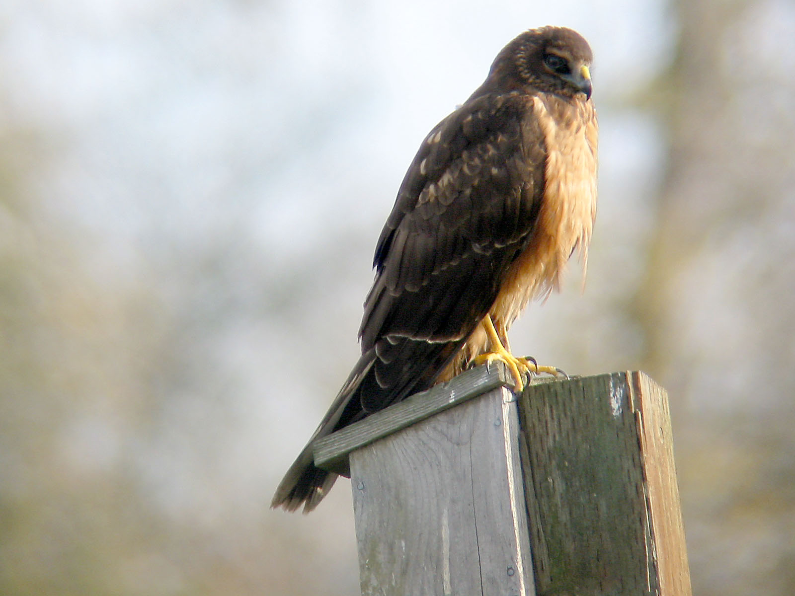 Circus cyaneus, Print, The hen harrier (Circus cyaneus) is a bird of prey.  The genus name Circus is derived from Ancient Greek kirkos, meaning  'circle', referring to a bird of prey named