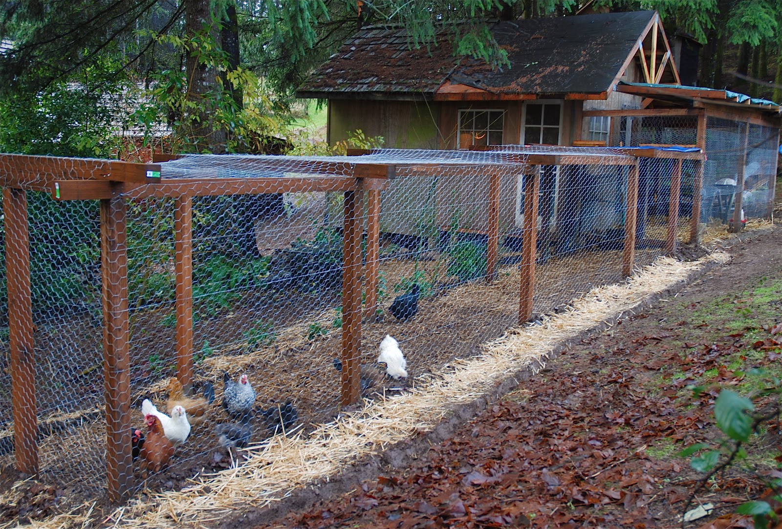 The egg plant chicken coop Flea Market Gardening Pinterest
