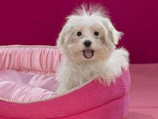 Cute puppy in house wallpaper HD