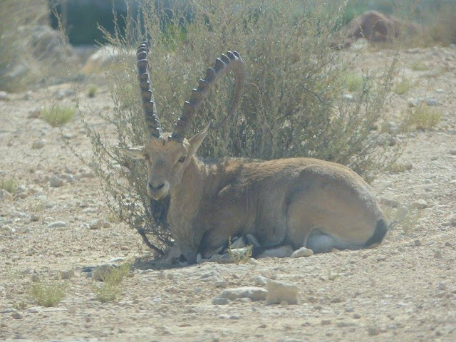 ibex maktesh ramon