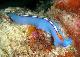 Platyhelminthes atau Cacing Pipih adalah filum dalam kerajaan Animalia (hewan)