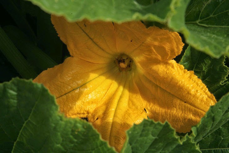 As an added bonus, he noticed beautiful flowers blossom before squash grows. - He Started With Some Boxes, 60 Days Later, The Neighbors Could Not Believe What He Built As an added bonus, he noticed beautiful flowers blossom before squash grows. - He Started With Some Boxes, 60 Days Later, The Neighbors Could Not Believe What He Built