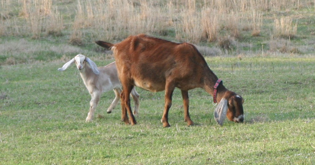 Brooding On Bottle Jaw in Our Anemic Goats