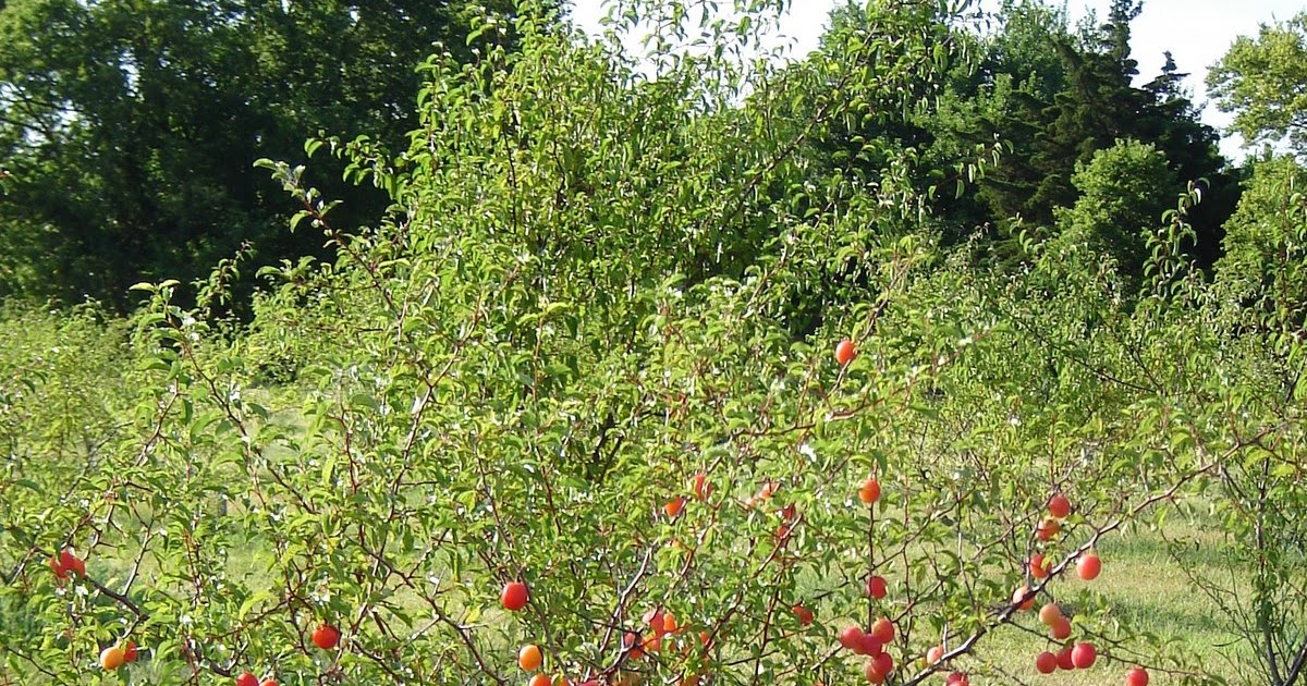 Yours, Mine and Hers Time for Sand Plums