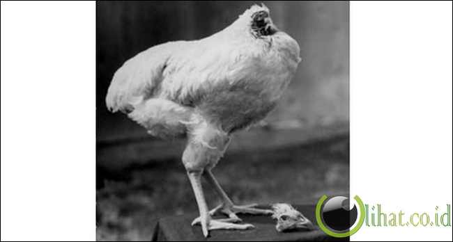 Mike, the Headless Chicken: (Hidup 18 bulan tanpa kepala) Mike, the Headless Chicken: (Hidup 18 bulan tanpa kepala)