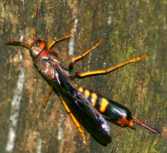 honey bee and wasp Horntail Wasp