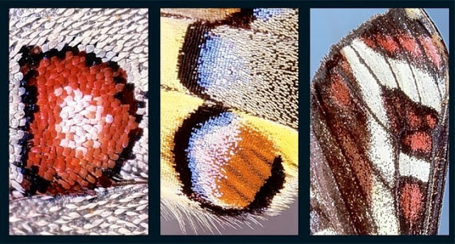 alfabeto patrones alas mariposas