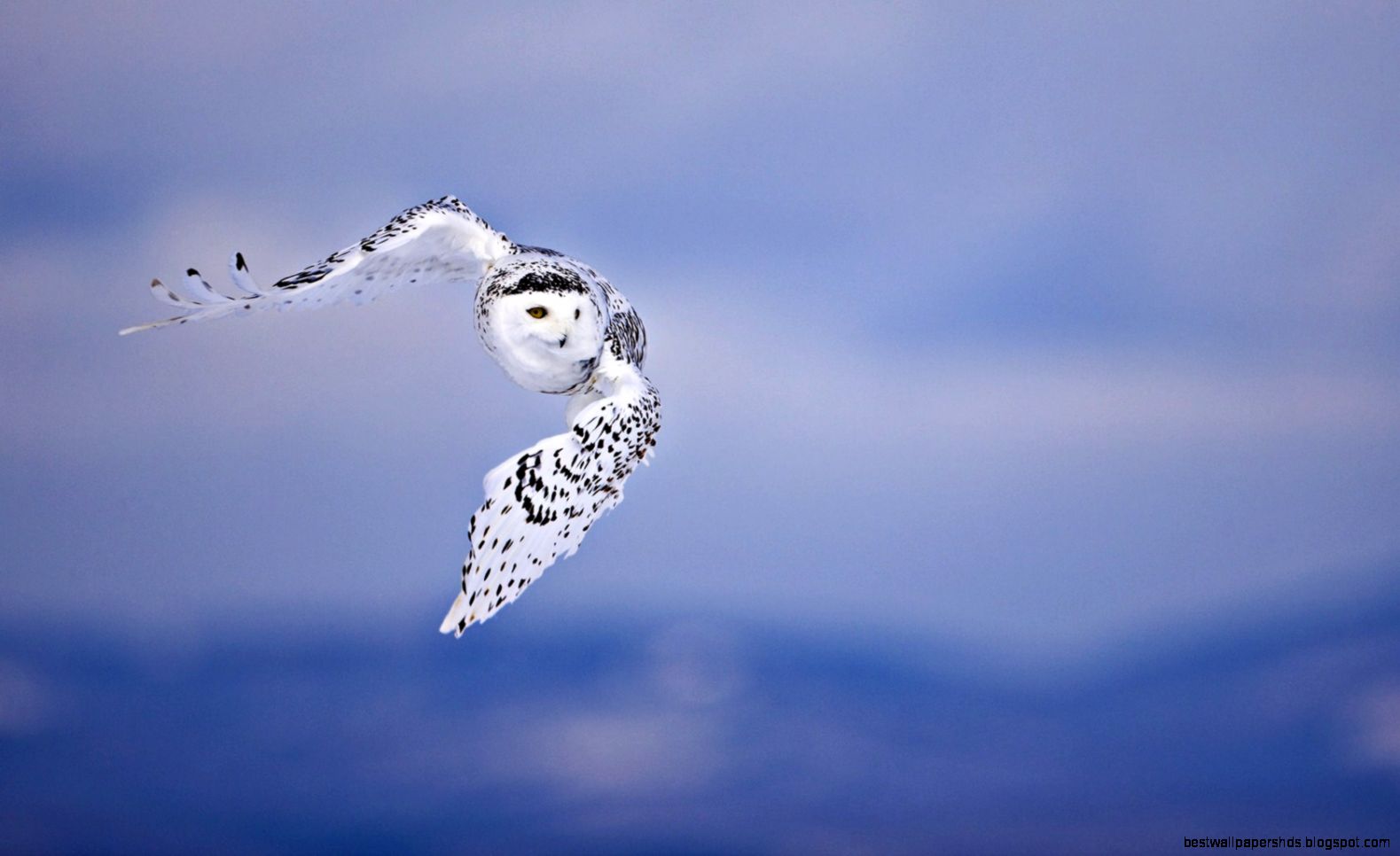 Flying White Owl Wallpaper 2560 1680x1050 Flying White Owl Wallpaper 2560 1680x1050