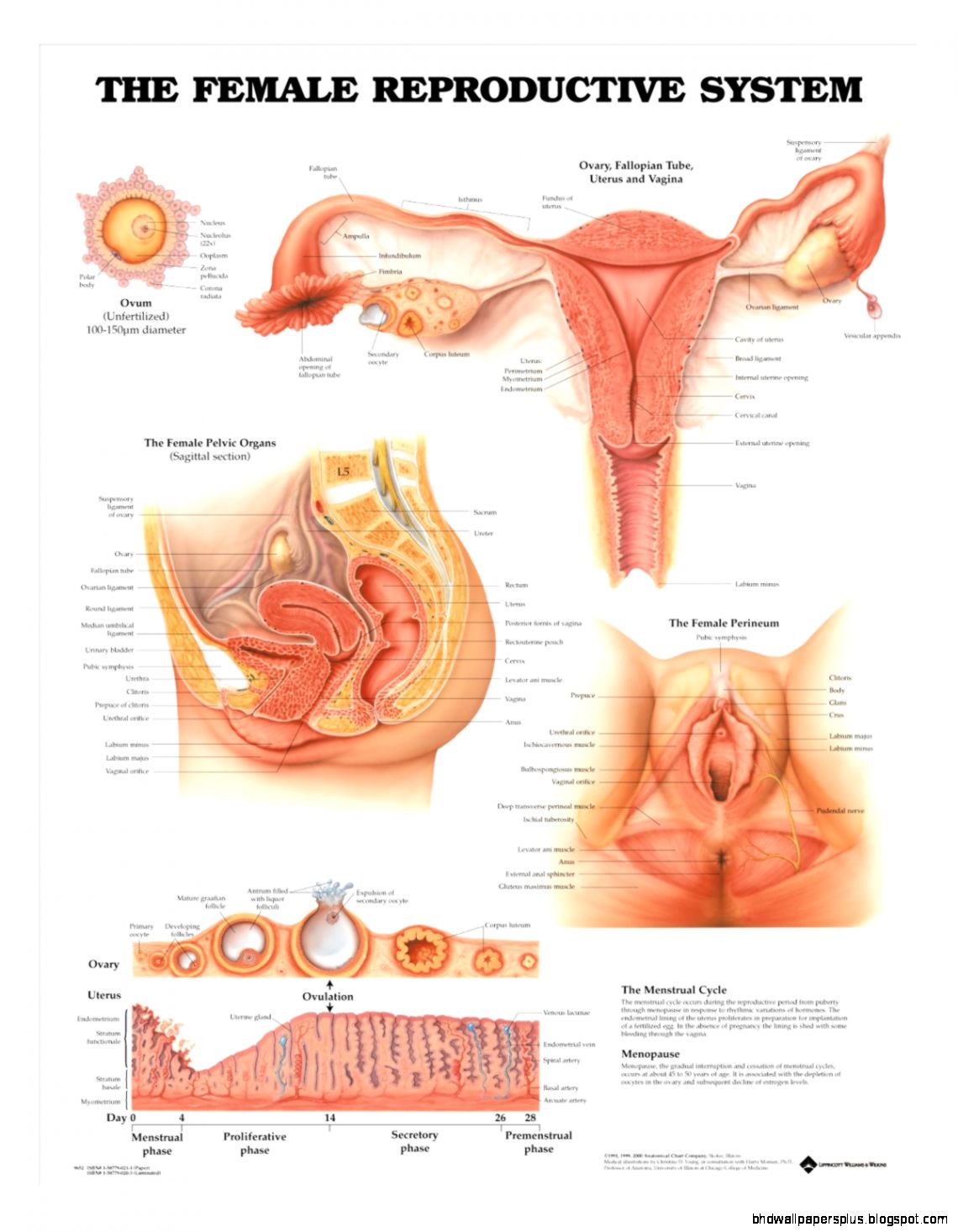 Female Reproductive System   Anatomical Products Female Reproductive System   Anatomical Products