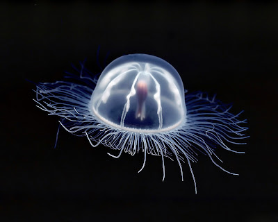 اخطر 10 مخلوقات في العالم.. معلومات غريبة جدا! Box+jellyfish+02