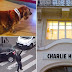 Αυτός είναι ο σκύλος της εφημερίδας Charlie Hebdo. Πώς έζησε την επίθεση...