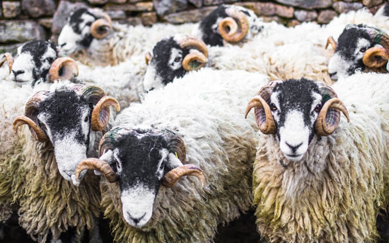 AYGILL FARM & SWALEDALE