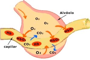 Intercambio de Gases a Nivel Alveolar