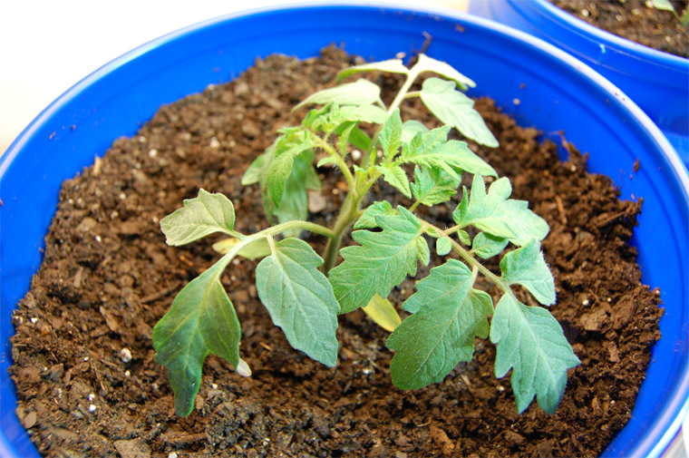 Growing Organic How To Plant Trees And Shrubs