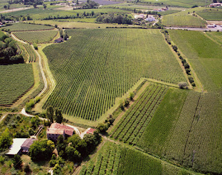 Плантации винограда в Бардолино, в районе озера Гарда