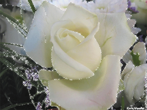 Brilhem todas as rosas na pureza do branco