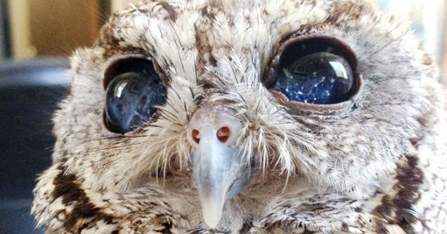 Amazing! Burung Hantu Punya Mata Seperti Galaksi Unik