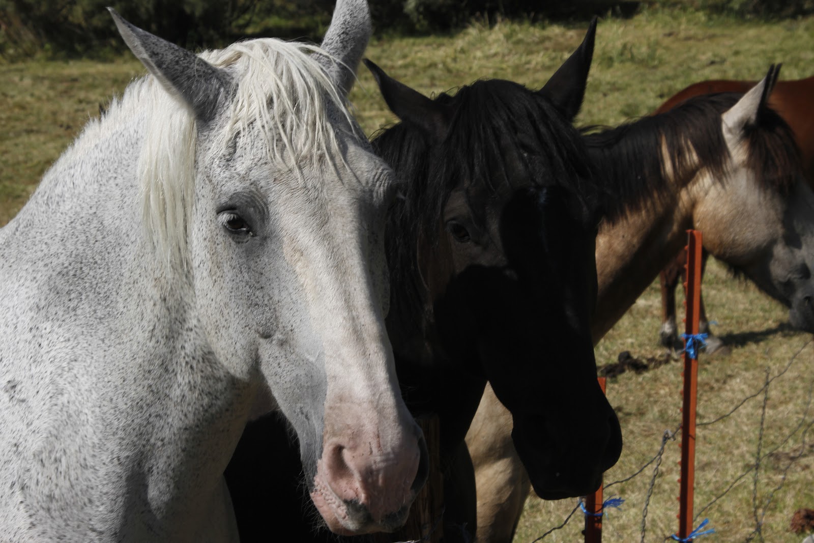 desert horses Pack horses and mules