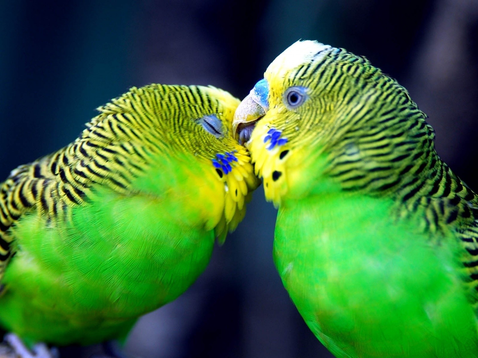 All Wallpapers: Parrot Hd Wallpapers 2