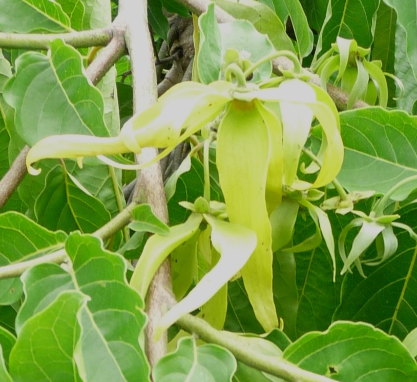 My Ylang Ylang Perfume Tree is Blooming Anya's Garden Natural Perfumes