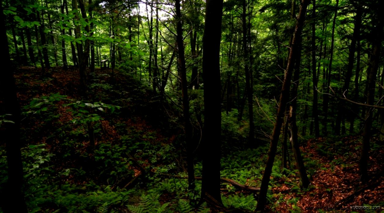 dark green forest wallpaper 7 Life is Never Fair dark green forest wallpaper 7 Life is Never Fair