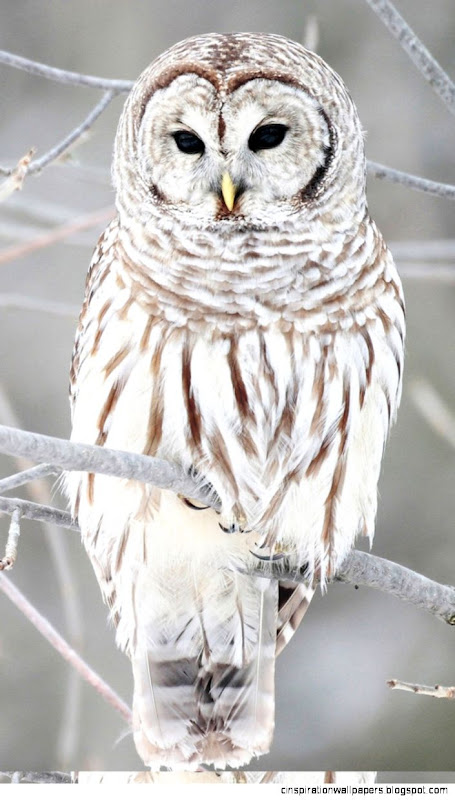 Animal iPhone 6 Wallpapers HD   Part 4 Animal iPhone 6 Wallpapers HD   Part 4