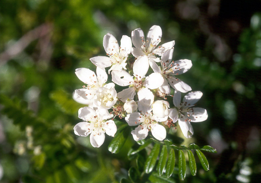 Hawaii Horticulture More Hawaiian Plants as Ground Covers Ground
