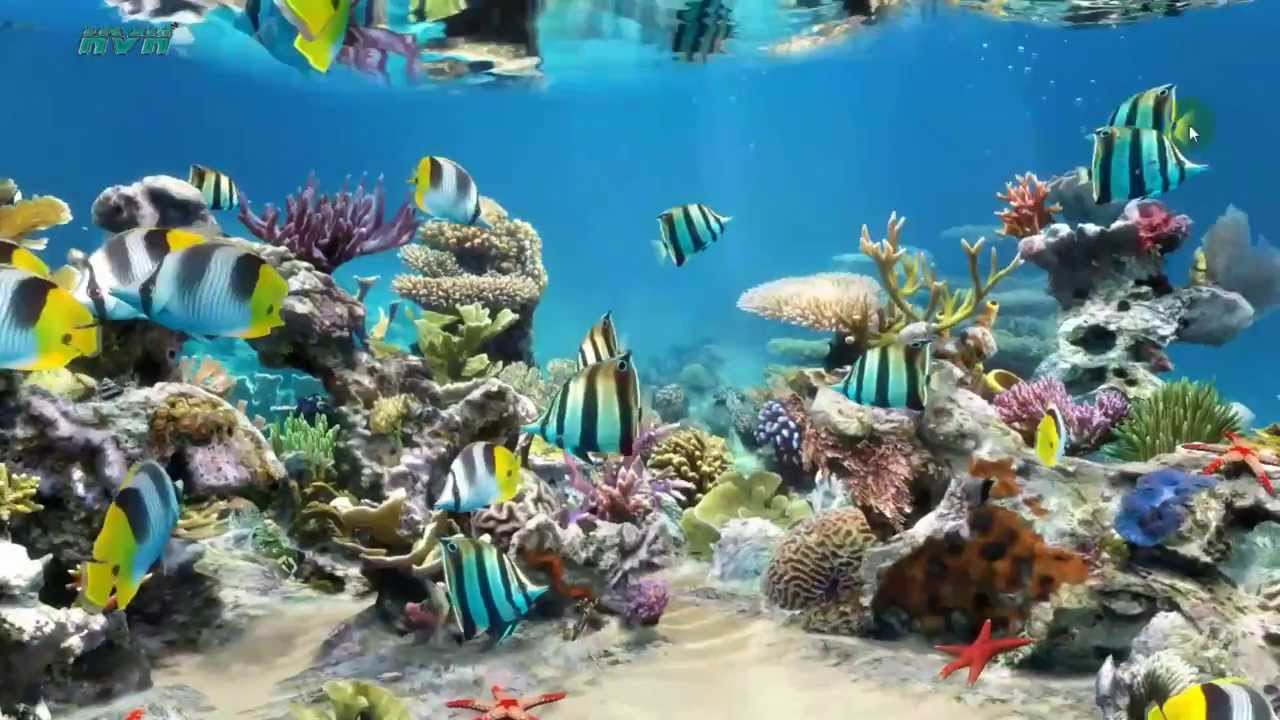 hayata dair hersey harika akvaryum ekran koruyucu full