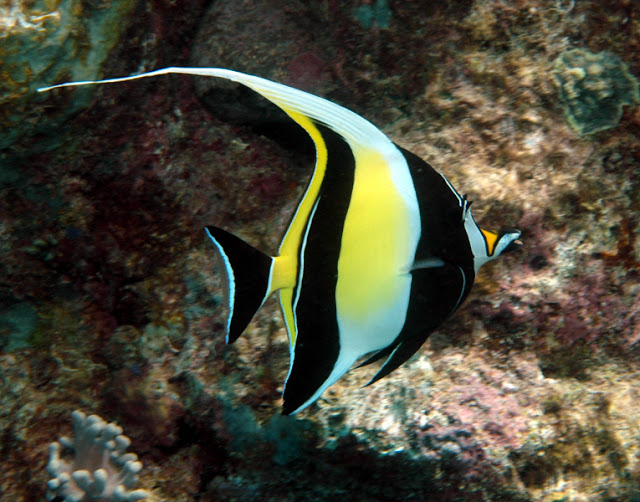بالصور أجمل 10 أسماك ملونة في عالم البحار Moorish-Idol2+%281%29