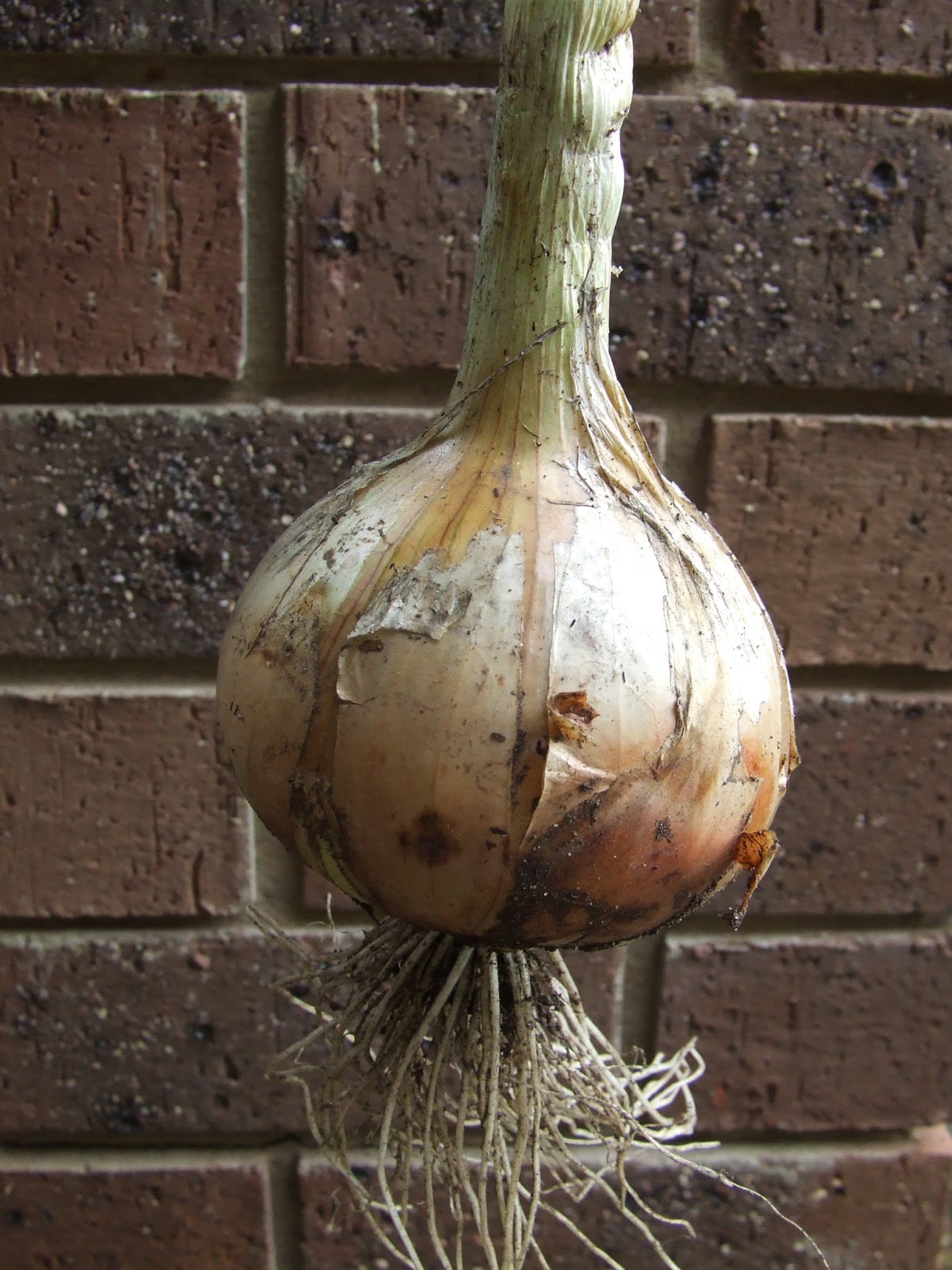 How To Grow Onions The Greening of Gavin