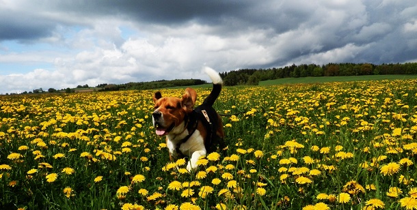 Cães têm emoções como os humanos, afirma uma nova pesquisa