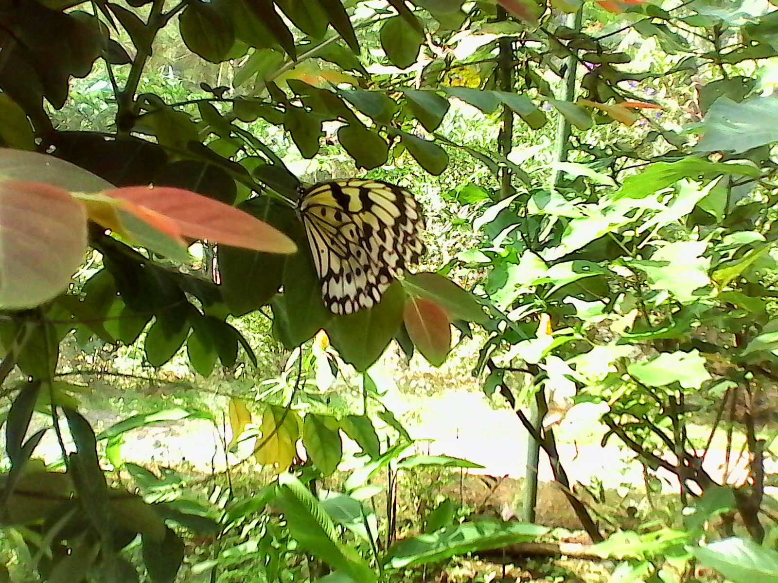Perky Sweet Girl The Butterfly Garden Eden Nature Park