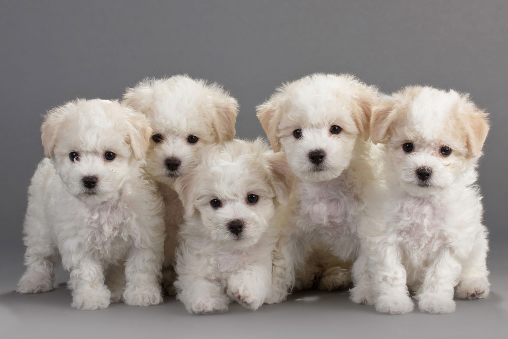 Bichon Frise Dog Breeders Profiles and Pictures | Dog Breeders 