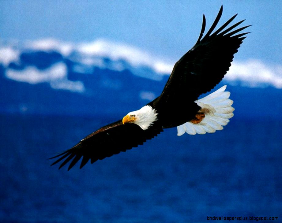 Free Bald Eagle Wallpaper download Animals Town Free Bald Eagle Wallpaper download Animals Town