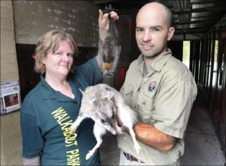 Centre for Fortean Zoology Australia: Saving wildlife a full-time job