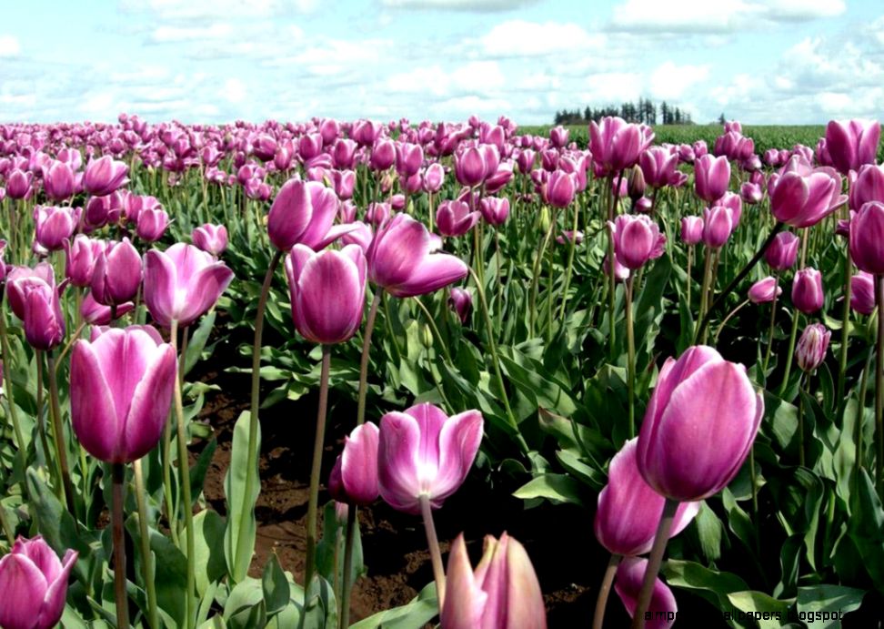 Tulip flower Flower Pictures Tulip flower Flower Pictures