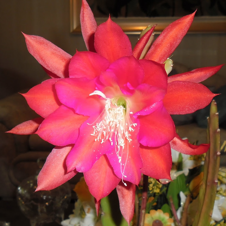 Vermelha c/ lilás - Cactus Orquídea Epiphyllum