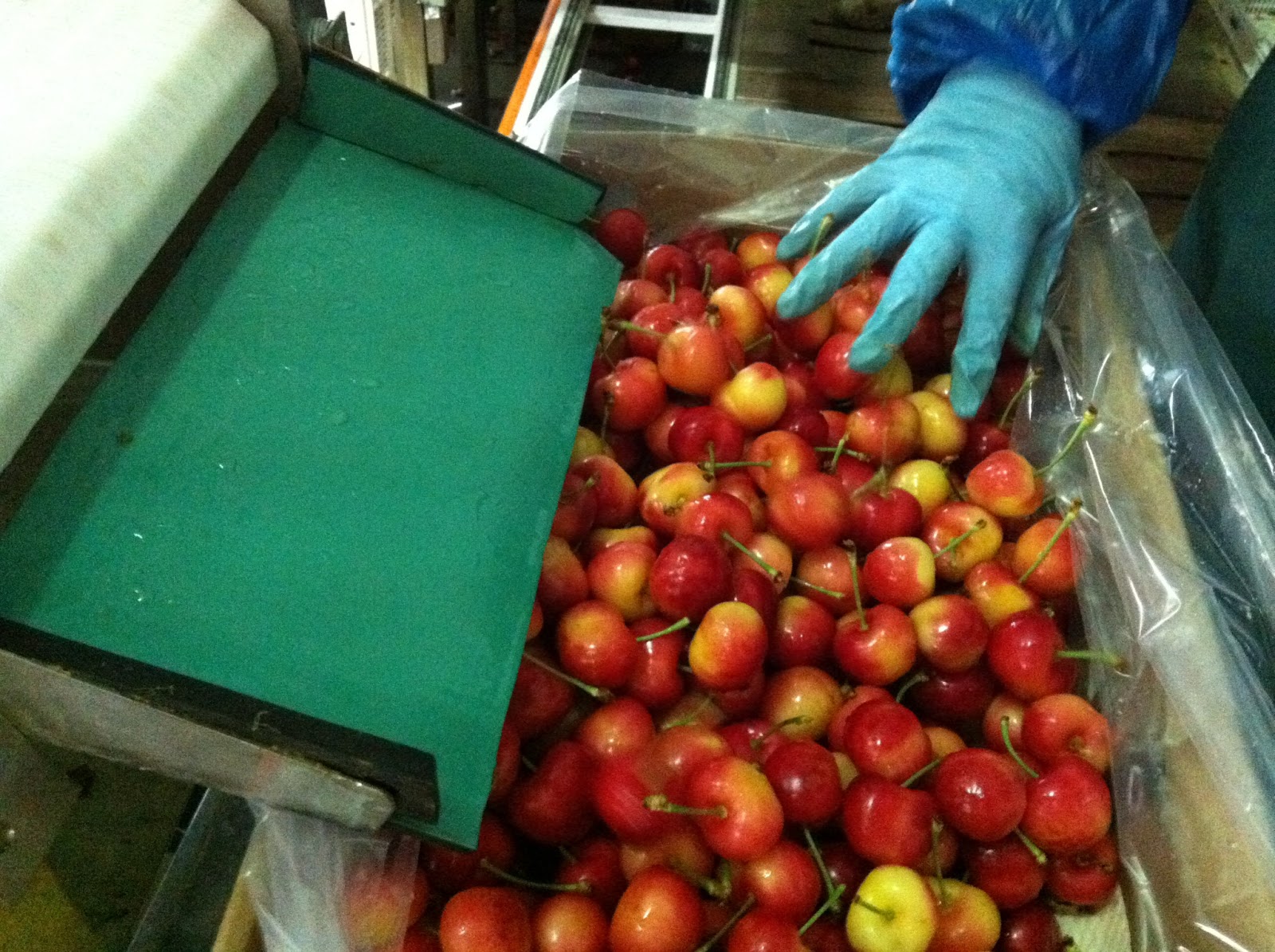 Produce Clerk The Produce Clerks Handbook by RICK CHONG