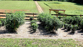 Best Way To Keep Weeds Out Of Vegetable Garden - Vege Choices