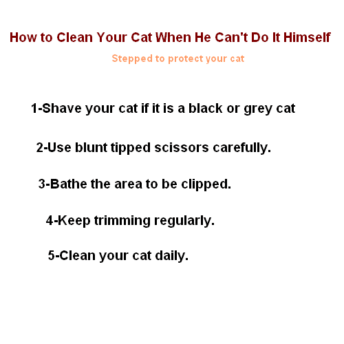 cleaning cats , Effective steps to clean your cat